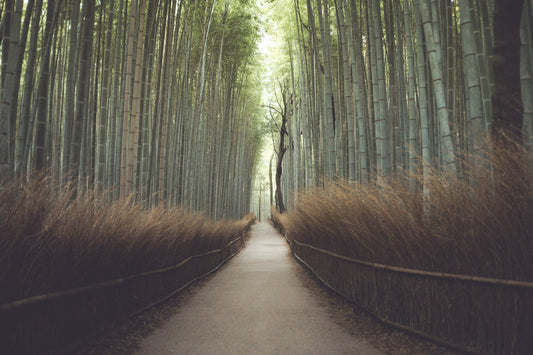 bamboo